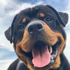 CutePetDiary.101