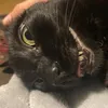 Poopie, the friendly tripawd