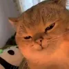 _flopthaymom_