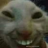 kevinanh10