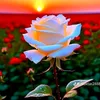 user4140461136193