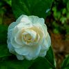 zaw.gyi1537
