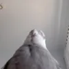 neficofc