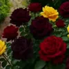 user1403818829021