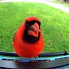 birdsofafeather1024