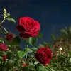 user9406130934612