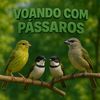 voando com passaros