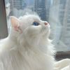 mingyue_lou