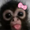 imgorgjess3