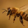 thebeebuddy