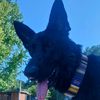thezeepuppy