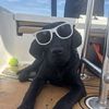 maverick 🐾