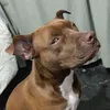 elregabaitero