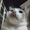 hdfoxyt