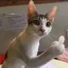 chihai847