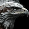 eagle1347