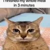 kkgsm4