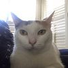 thenicekingofcats