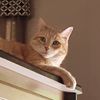 linda.j..shelton5