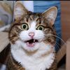 Cats_806