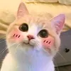meozotri30