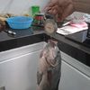 pusathomelivingtermurah0