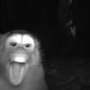 krowawklapkach