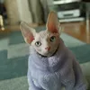 kiwi.thesphynxcat