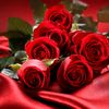 rosex_sol