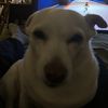 izzy46967