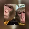 groznyy_95_95