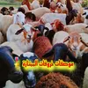 عالم سلالة الدمان