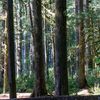 my.favorite.trees