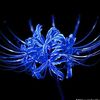 bluelily080