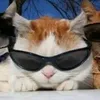 jeanjeanmeow