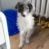 samuthedoggo