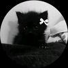 leosy243