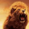 wolf.cristian1