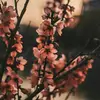hira_2568