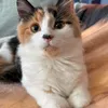 sara386936