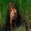 WILD LIFE NEPAL