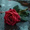 🍃هدوءالبحر🍃