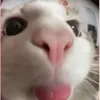 molly_6580