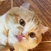 baby_chalot