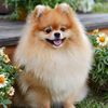 The Pomeranian House