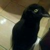 narges.mozafarzad
