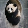 pandapopartist