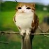 meowl deidad