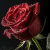 mhamad.rasol8
