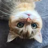 kiwi.mango.catventure